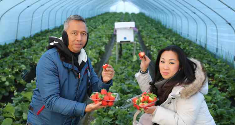 Springtime in South Korea: Strawberry Picking